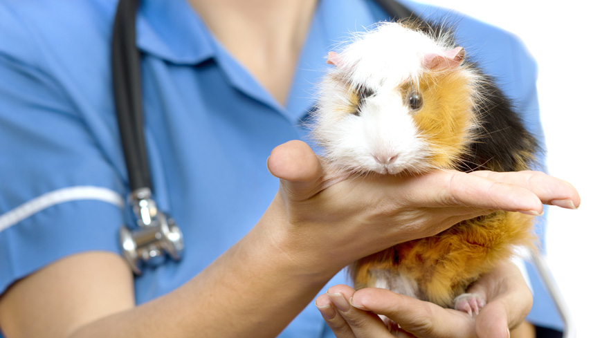 Les essais de détection de l’histamine et des substances hypotensives pratiqués sur des animaux bientôt supprimés de la Pharmacopée Européenne