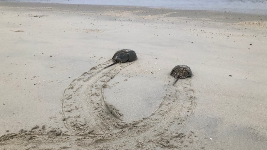 Enquête publique – la version révisée du chapitre général 5.1.10. Recommandations pour la réalisation de l’essai des endotoxines bactériennes paraît dans Pharmeuropa 38.2