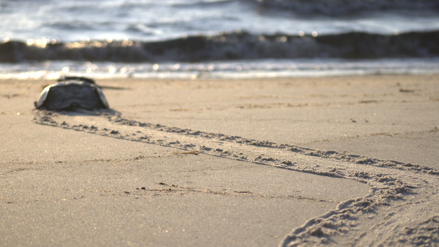 European Pharmacopoeia Commission clarifies rFC integration and future innovation pathways