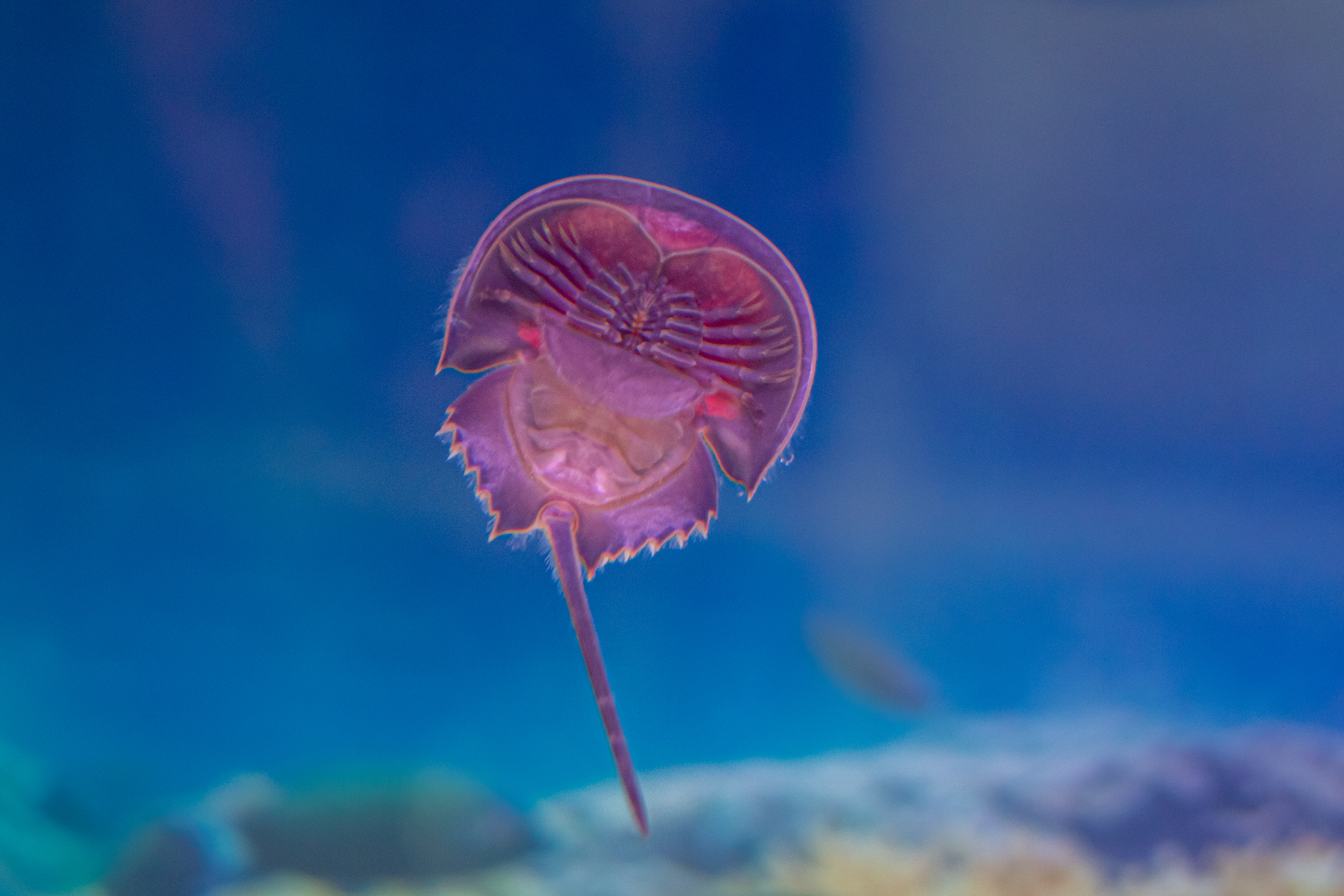 Une avancée majeure vers un essai des endotoxines bactériennes sans expérimentation animale