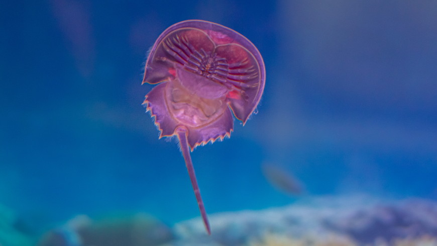 A major step towards animal-free testing for the test for bacterial endotoxins