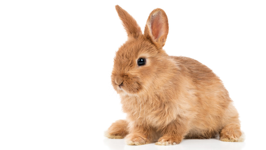 Public consultation on Ph. Eur. rabbit pyrogen test replacement texts in Pharmeuropa 35.1