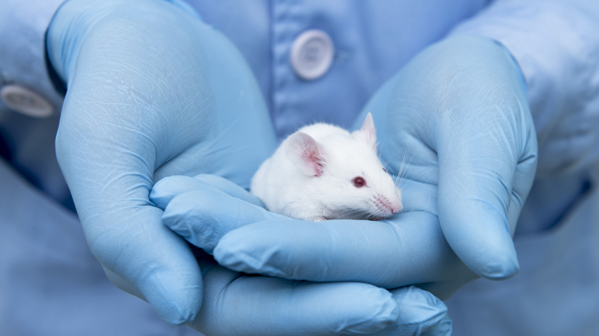 Phasing out animal testing for in-process control of veterinary vaccines:  Clostridium septicum as a proof of concept - European Directorate for the  Quality of Medicines & HealthCare