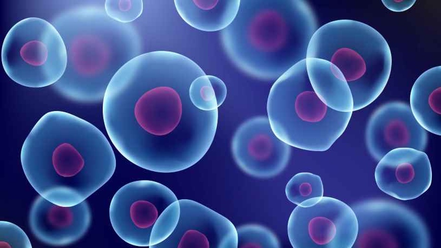 Revised Colony-forming cell assay for human haematopoietic progenitor cells (2.7.28) and Nucleated cell count and viability (2.7.29) in Pharmeuropa 34.1