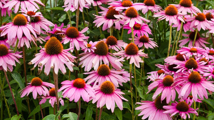 EDQM publishes 2nd edition of Herbal Guide